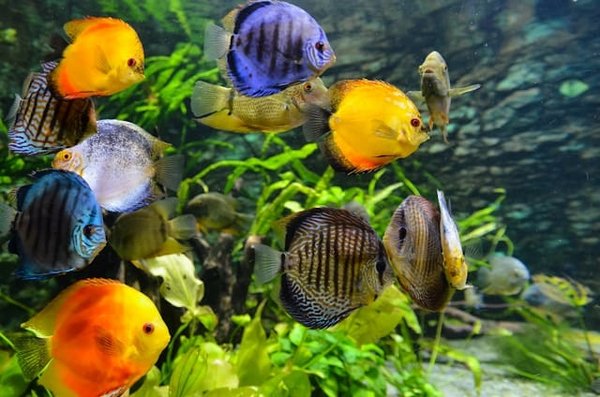 How to Monitor and Maintain Optimal Water Parameters in a Discus Fish Tank?