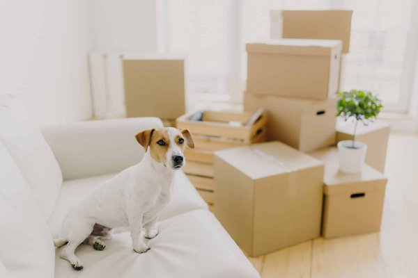 How to Choose the Right Type of Heated Bed for Arthritic Senior Cats?